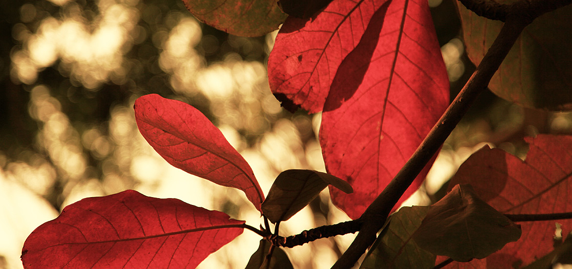 ddos压力测试网页端